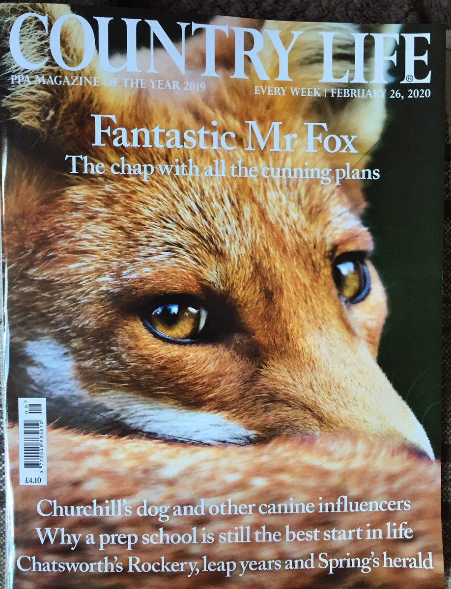 hmdesigns_oxted's tweet photo. Fantastic to see @AlannahHawker from #Merstham #Surrey photo of #fox on front cover of @Countrylifemag this week - stunning image! #wildlife #photography @SurreyLife @LoveMerstham https://t.co/3EBxdIg1aA