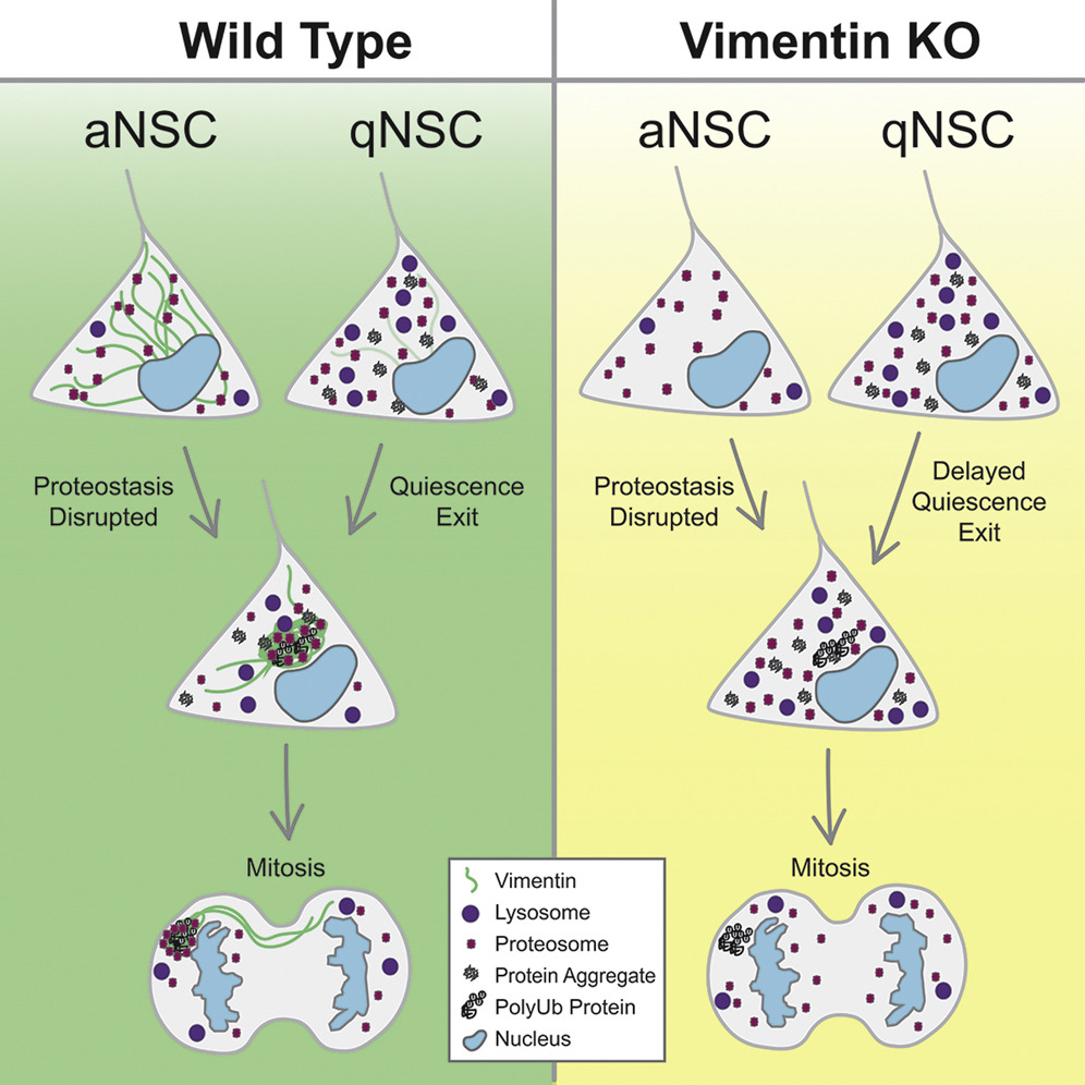 NeuralCell's tweet image. Publication in @CellStemCell | Vimentin coordinates protein turnover at the aggresome during #NeuralStemCell quiescence exit. bit.ly/3af8v2R
