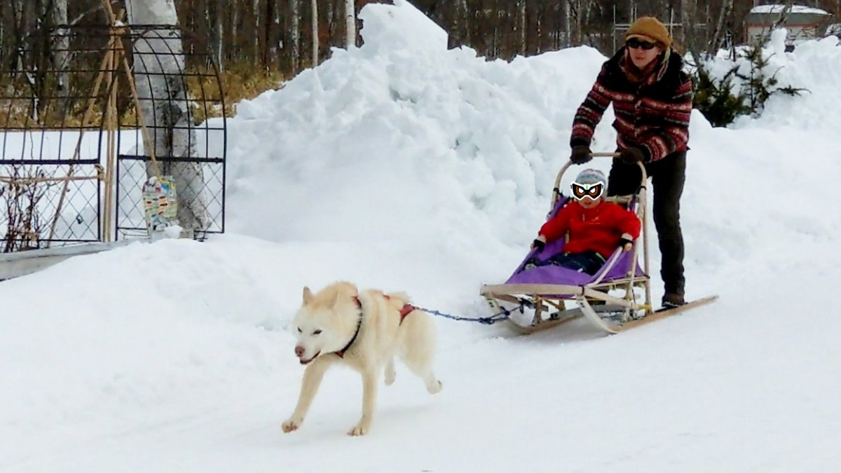 轟 北海道の楽しい思いで2 ノースサファリサッポロ で息子と一緒に犬ソリ体験 元々動物との距離が異様に近い動物園だけどここ数年でアクティビティも増えたみたい アムンゼン隊でもないと滅多に体験出来ない犬ぞりを体験出来るぞ ノースサファリサッポロ 轟 北海道の楽しい思いで2 ノースサファリサッポロ で息子と一緒に犬ソリ体験 元々動物との距離が異様に近い動物園だけどここ数年でアクティビティも増えたみたい アムンゼン隊でもないと滅多に体験出来ない犬ぞりを体験出来るぞ ノースサファリサッポロ