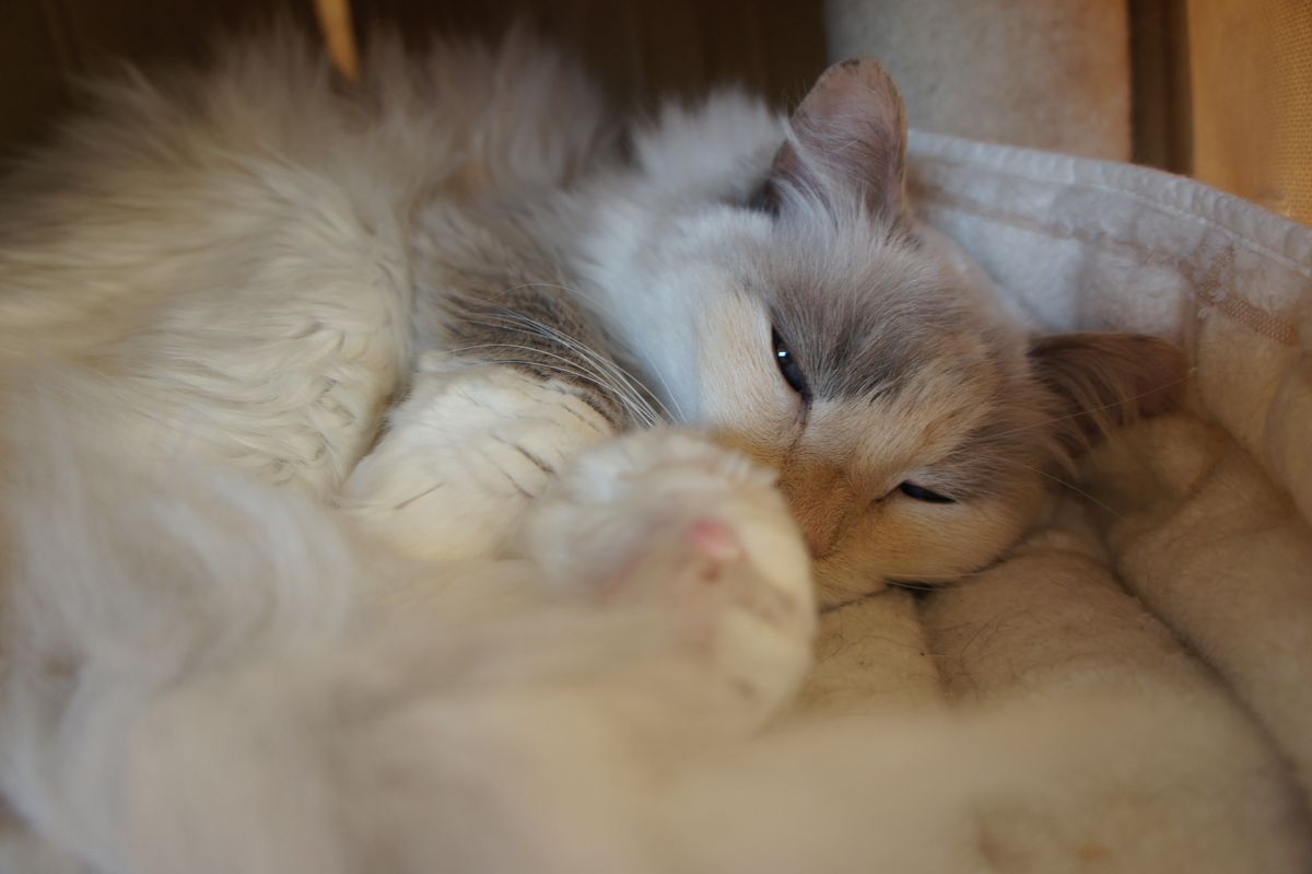 ねこのみせスタッフ Nekonomise Twitter