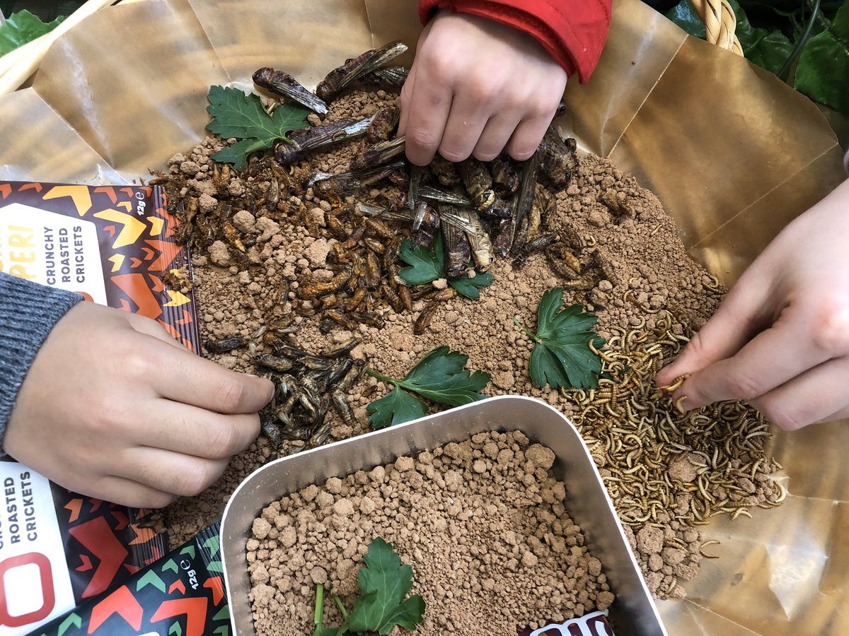 SujithPeduru's tweet photo. Great success with Bush Tucker Trial @BishopsgateSch Students were very brave. @melrahaman @DamianBlake4 @hiphip72 https://t.co/9VyvVNI1wE