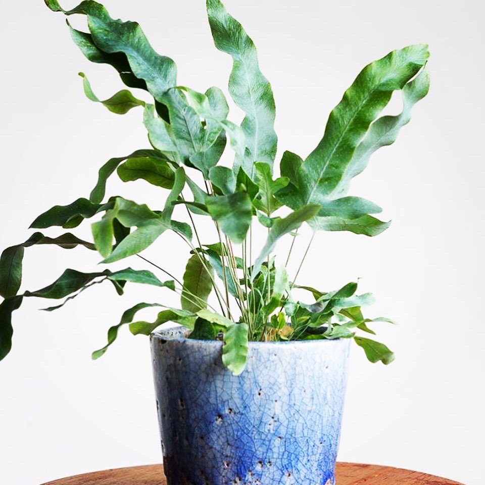 Looking to green up your home or office? Canopy Plants have some gorgeous plants, and will be with us this Sunday. Their plants are delivered across the UK from their studio in Peckham 🌱100% sustainable packaging, FSC card and no single use plastic. Love it!