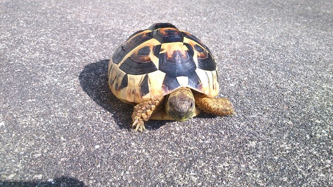 #コロナばっかりで気が滅入るから亀テロしようぜ 