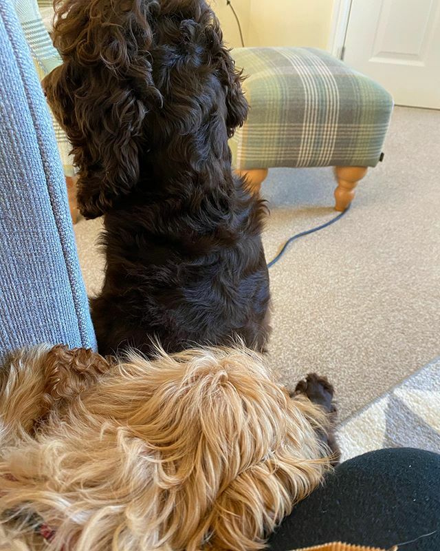 Curly spaniels.. Milo has a shadow 🧡 #visitingfamily #motherandsons #motheranddaughter #familytimeisthebesttime #wiltshirecountryside #daysaway ift.tt/2T7f0Pn