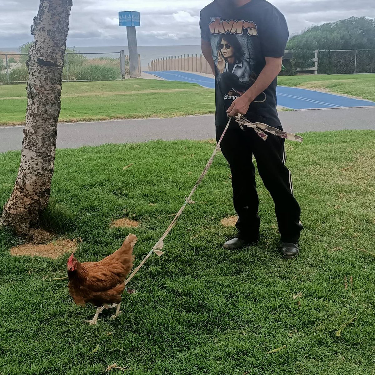 Breeroder98's tweet image. I mean who doesn&apos;t take their chicken for a walk down the beach 😂 welcome to the family here to many adventures