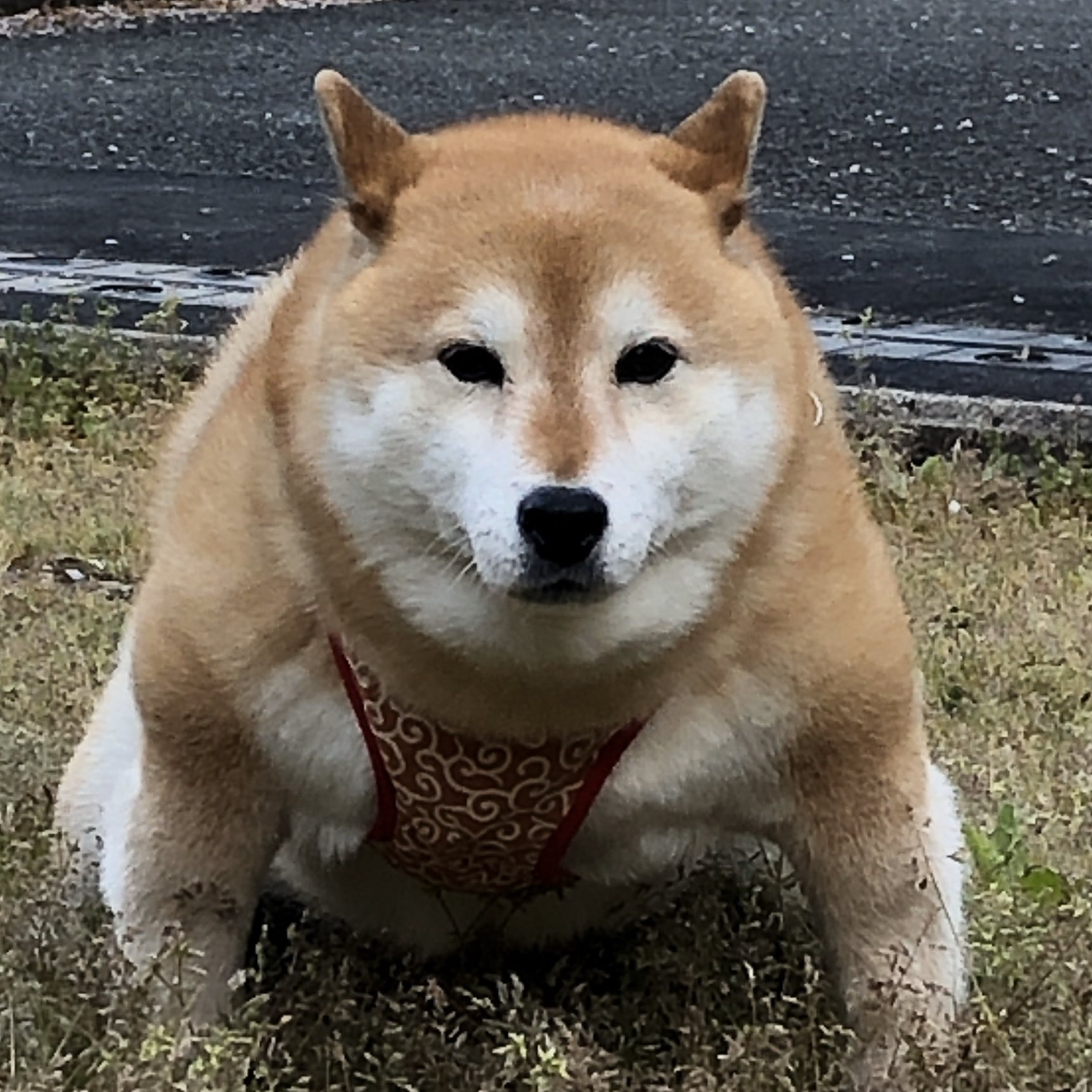 柴犬アンちゃん Rainyblue R2 ドンちゃんムキムキ Twitter