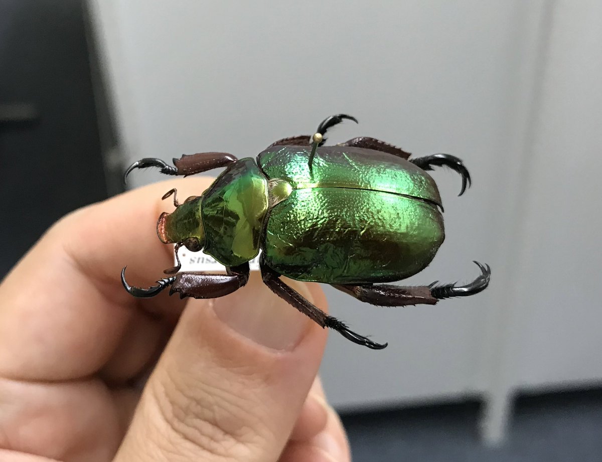 日本と季節が逆転したオーストラリアでは、この時期に発生する