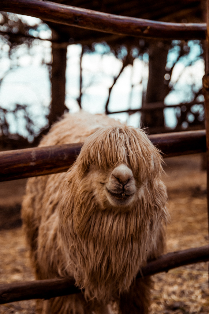 HackPacking_'s tweet photo. We hope you're weekend is as chill as our friend!
📍Factoria Inca, Cusco, Peru

Planning a trip to Cusco? Avoid packing, travel stress and carrying a suitcase with HackPacking! Now available at your favorite hotel in Peru.
Order now at https://t.co/Ft5cuftVmi 

#Cusco #Travel https://t.co/MYXmMdgAjk
