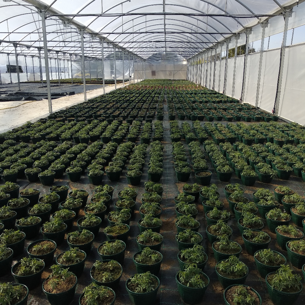 Plantelia tweet media