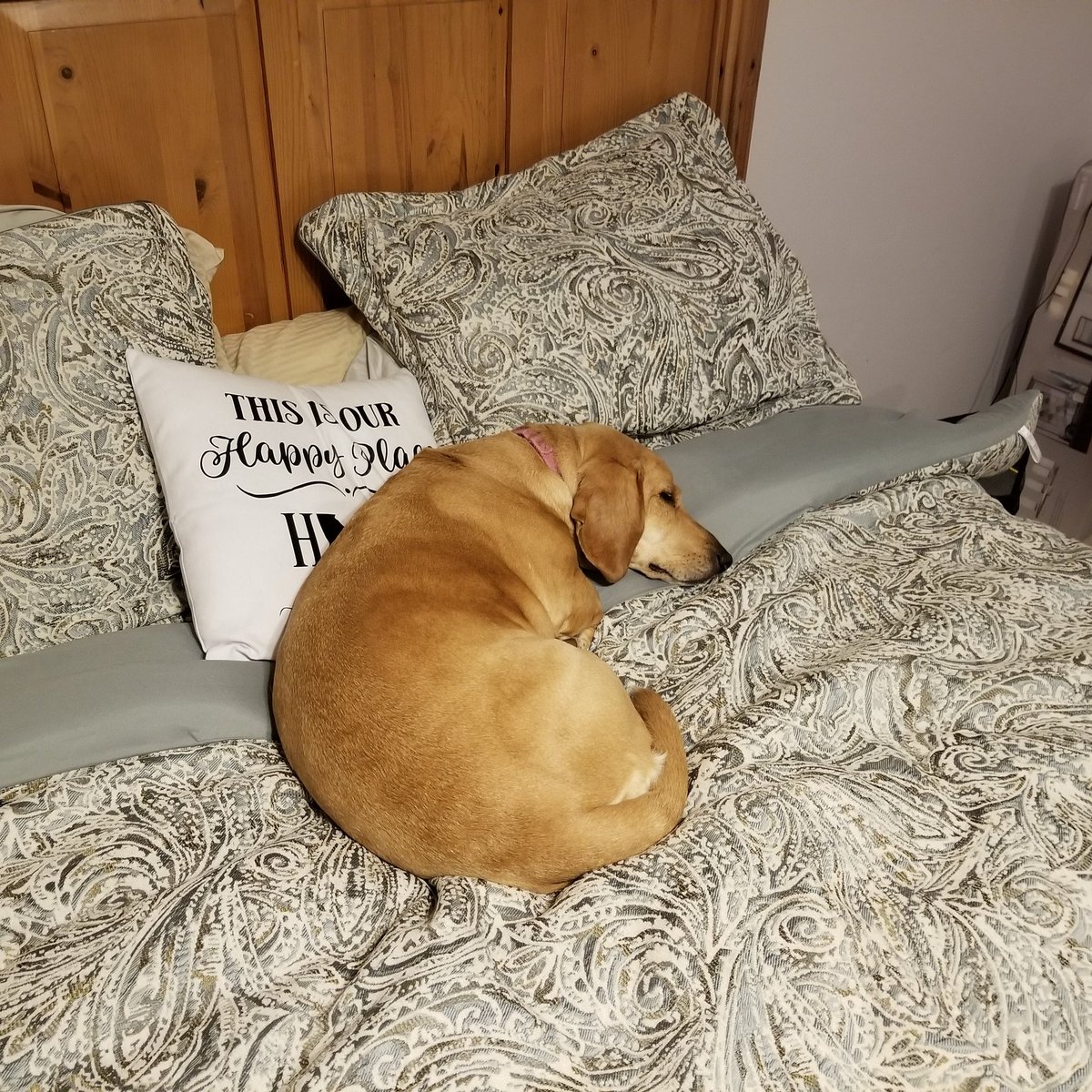 Backpackertrail's tweet image. Isabella (Puddin') loves our new home and comforter!!!