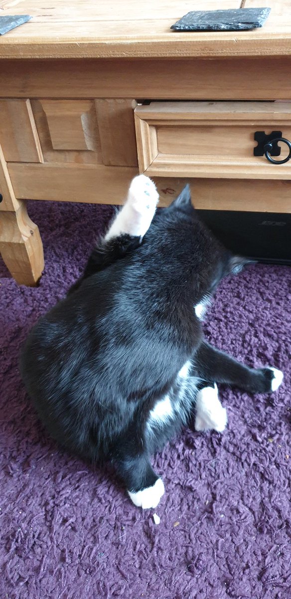 MaxingtonCat's tweet photo. Had guests thought I'd clean... #catsoftwitter #catoftheday #blackandwhitecat #rescue #cats #motivation #playful #catsprotection #Saturday #caterday https://t.co/aKzlsQyqqN