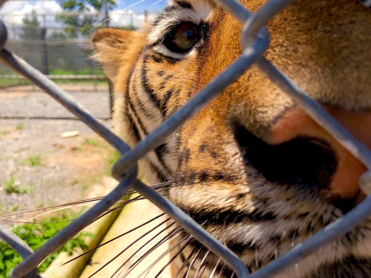 Save Wild Tigers tweet media