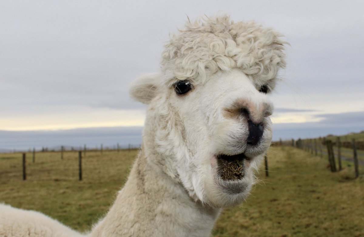 SkateRumple's tweet photo. Yay! It’s the weekend! #alpaca #happyface #weekendvibes #orkney #farm #animalfamily #lovealpacas #yayfortheweekend https://t.co/aByUCgTDxW