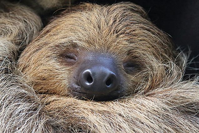 BabyQuipPhilly's tweet photo. Come meet at two toed sloth now through September 20th at the Academy of the Natural Sciences. https://t.co/xsVzvhdtnj #visitphilly #travelphl #travelwithkids #sloth #babyquip #babygearrentals #emilymarksbabyquipiqp https://t.co/cyY5Vixmyd