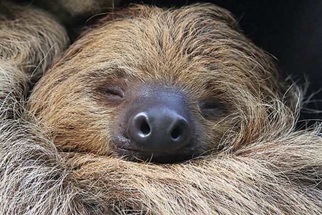 Come meet at two toed sloth now through September 20th at the Academy of the Natural Sciences. buff.ly/3cadsvA #visitphilly #travelphl #travelwithkids #sloth #babyquip #babygearrentals #emilymarksbabyquipiqp