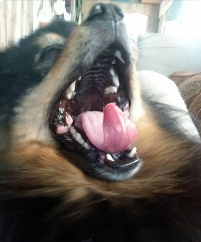 DownDixie's tweet photo. Good mornin, fwiends. Timez ta wakes up. Know whatz day sayz abt dogs wiff long tongues???

**longer kisses. Xoxoxo
#ZSHQ #TheAviators #Furrytails #Xpets #RuffRiderz #Best #Pomeranian #PomPup #SaturdayMotivation #SaturdayVibes https://t.co/yZ0WZd0NAN
