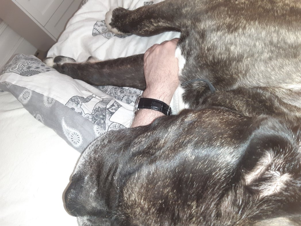 PositiveVictim's tweet photo. Also, cuddles with Frank while catching up with the latest #Picard
Bliss 
#goodboyfrank https://t.co/q7UaTmcVP5