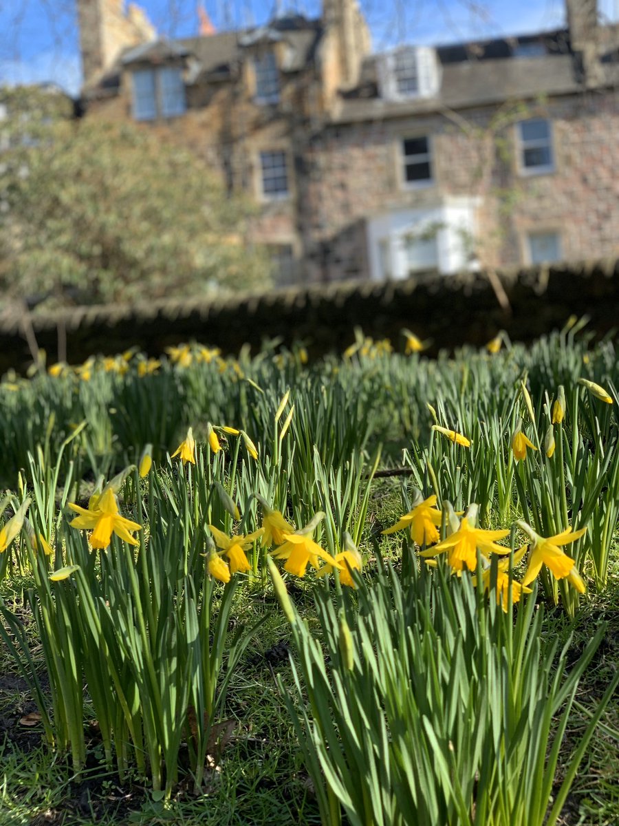 lucynorris1's tweet photo. Marchmont in bloom #Marchmontinbloom #marchmont #bruntsfieldlinks #springinedinburgh https://t.co/q7Qgp2XKRB
