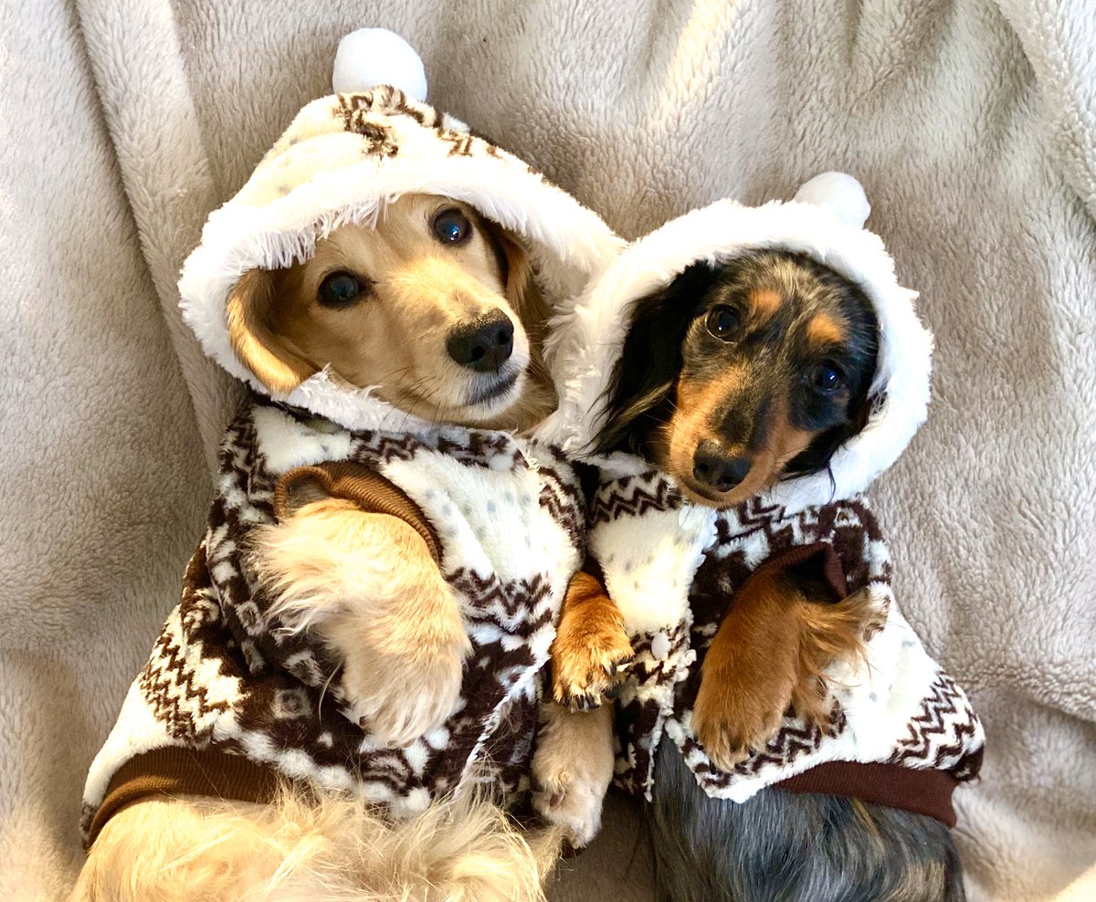 HuxandRosa's tweet photo. Thank you @animalattire (@missalidrew) for our fabulous winter jumpers - so excited when the postman came today. We are now #snowready ❄️ The jumpers are the softest and so super #snuggly 10/10 from us ❤️#cuddly #cuddlingdogs #supercute #creamdachshund #dappledachshund ❤️🐾 https://t.co/pFyRYiO4vk