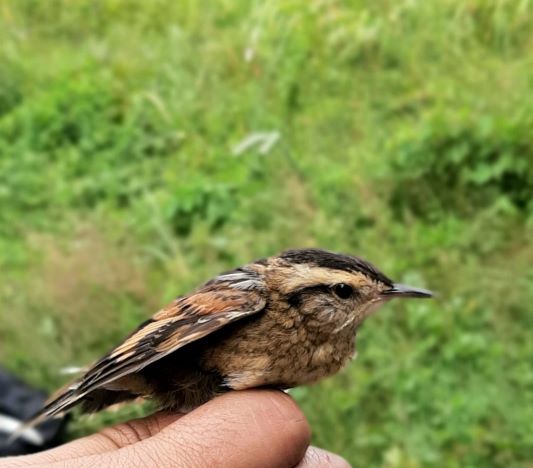 birdecologylab tweet media