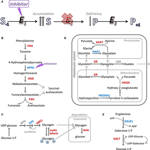 PPPublishing's tweet photo. Inborn errors of #metabolism (#IEM) represent a growing group of #MonogenicDisorders each associated with inherited defects in a metabolic enzyme leading to biochemical abnormalities arising from a metabolic block
Read more: https://t.co/p5HkzJPjWy
#OpenAccess @rarediseaseday https://t.co/vbxW6eqkDy