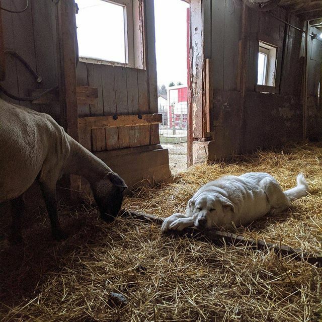 Everyone is waiting patiently for the new arrivals, even Cooper! #lambingseason #critterbarn ift.tt/2T7F2Ca