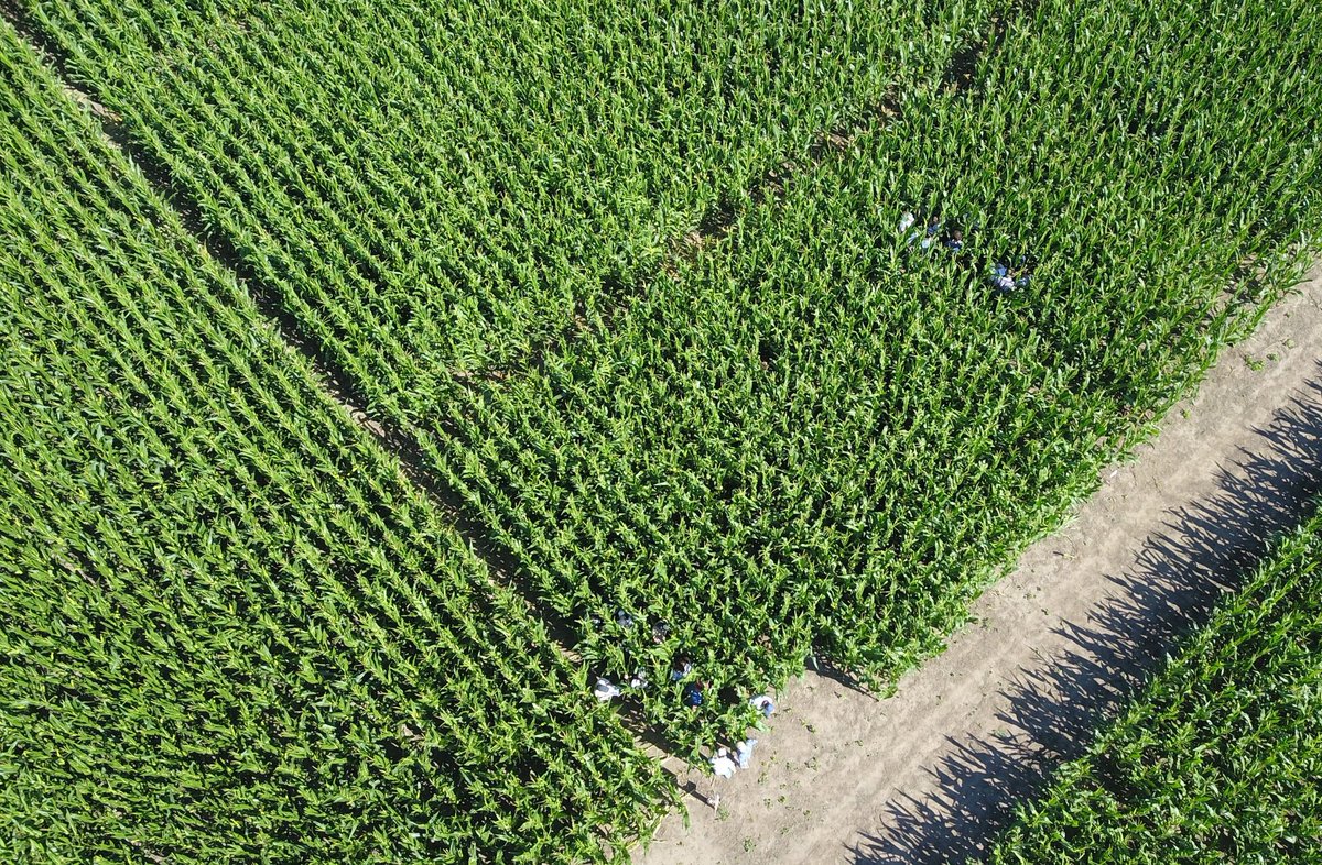 Esp. Protección Vegetal UCC tweet media