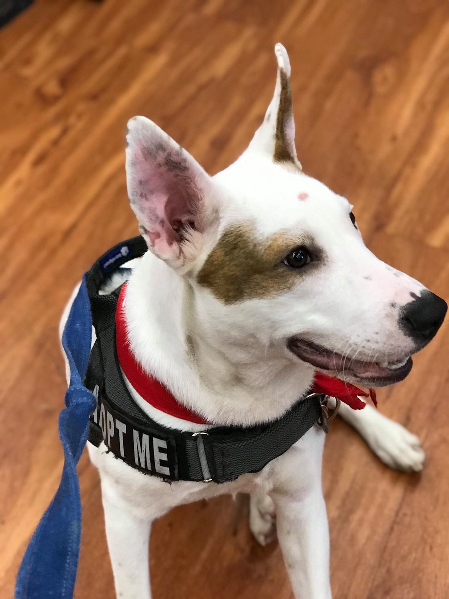 HOPE Dogs (@hopedogs) on Twitter photo 