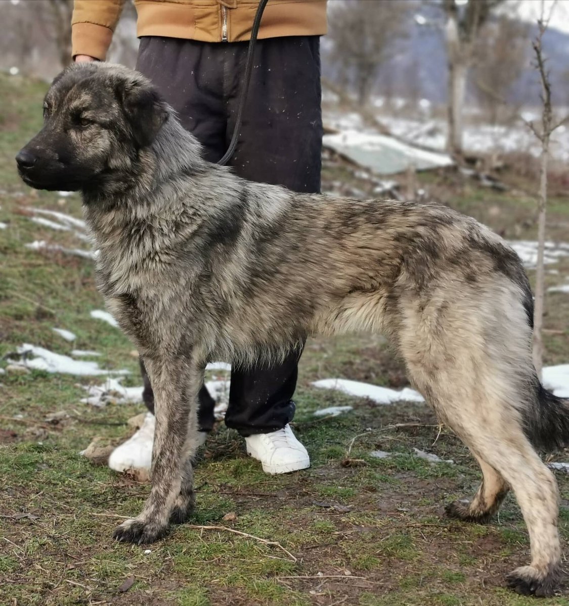 Adopt Don’t Shop tweet media