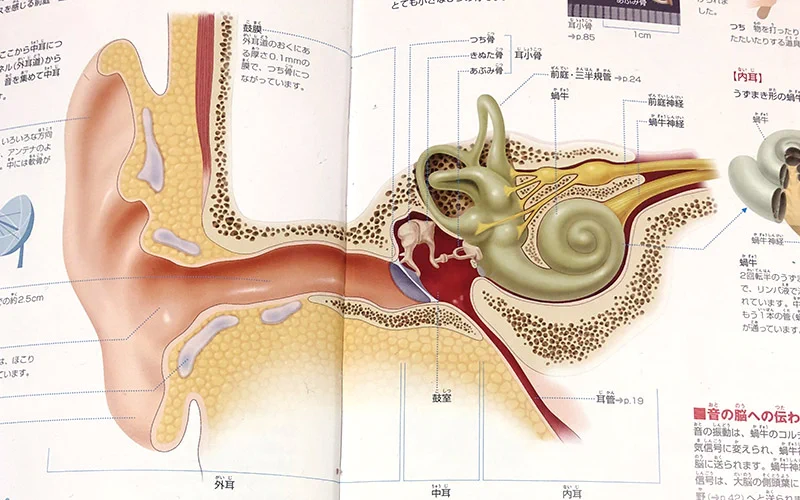10歳娘さんが粘土をこねて作っていたもの・・・それは、なんと「耳」だったそう！！なぜに、これを作ろうと思ったのか・・・ｗｗｗ