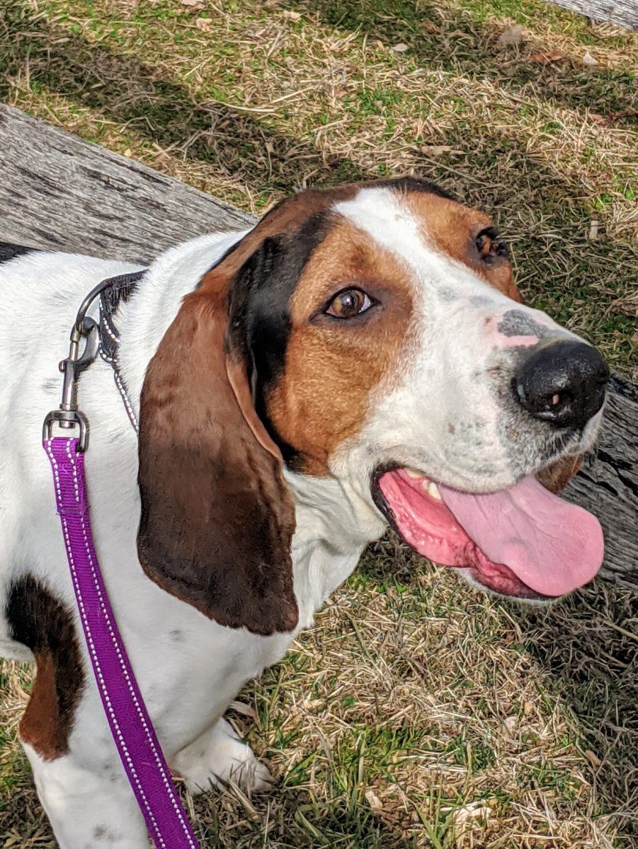 HOPE Dogs (@hopedogs) on Twitter photo 