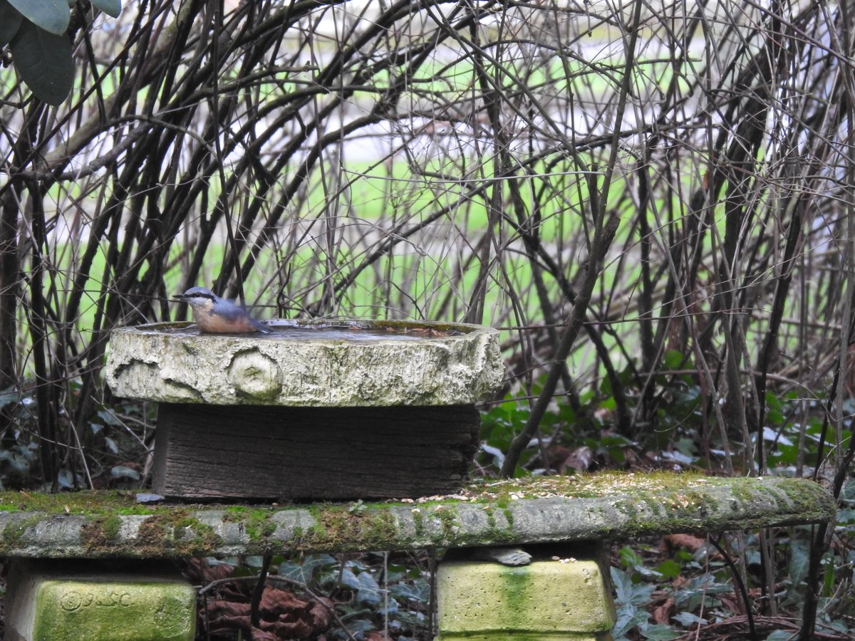 SamSolihull's tweet photo. Bully Nuthatches have taken over the garden bath. May have to get the navy in!😂😂🤠 https://t.co/TWjjkWPScH