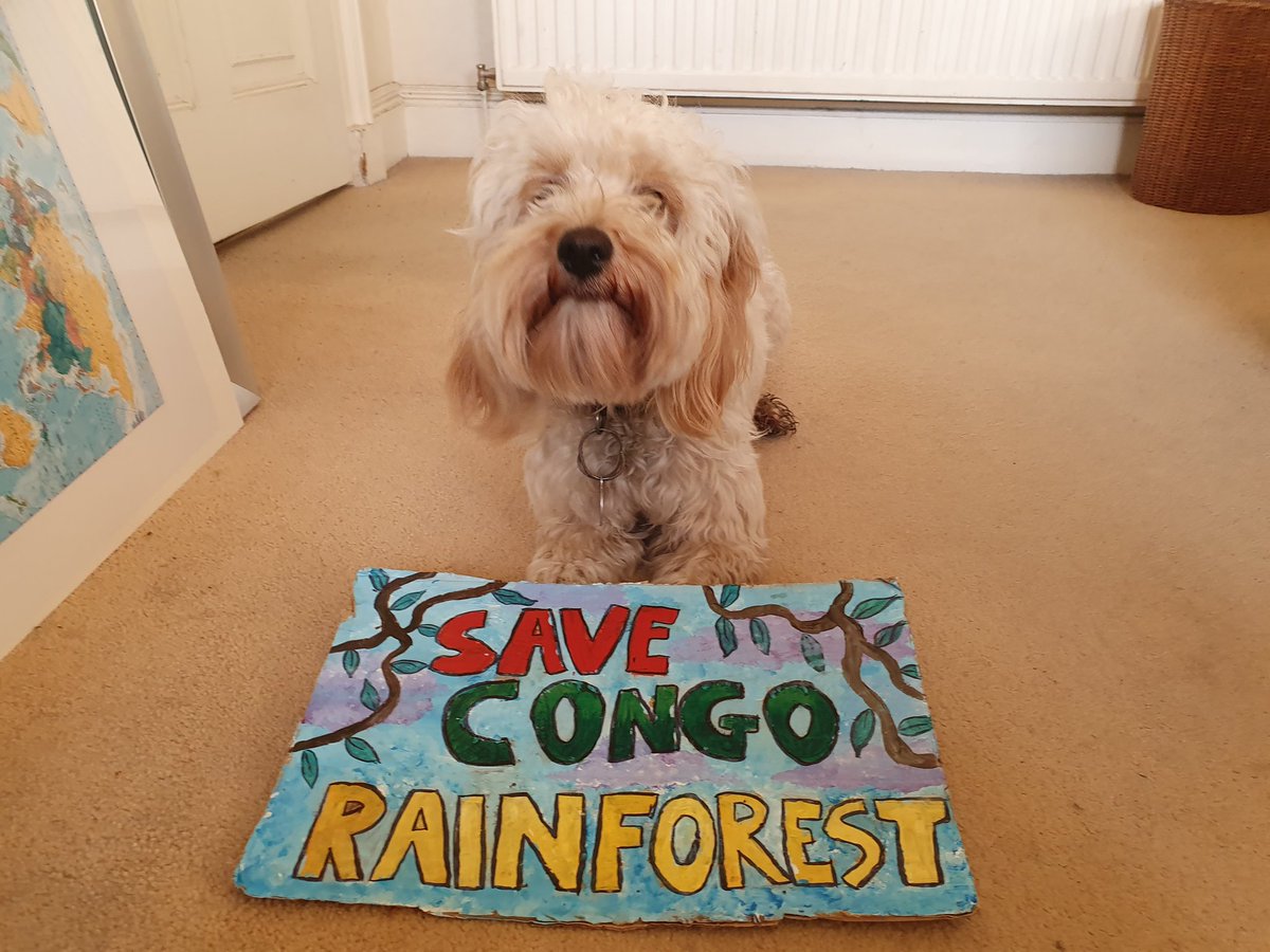 13) Hannaha Mackay,  @hannahamackayyy, aged 16, is an activist from Scotland who strikes to  #SaveCongoRainforest.  She's sometimes joined by her dog, Peggy!