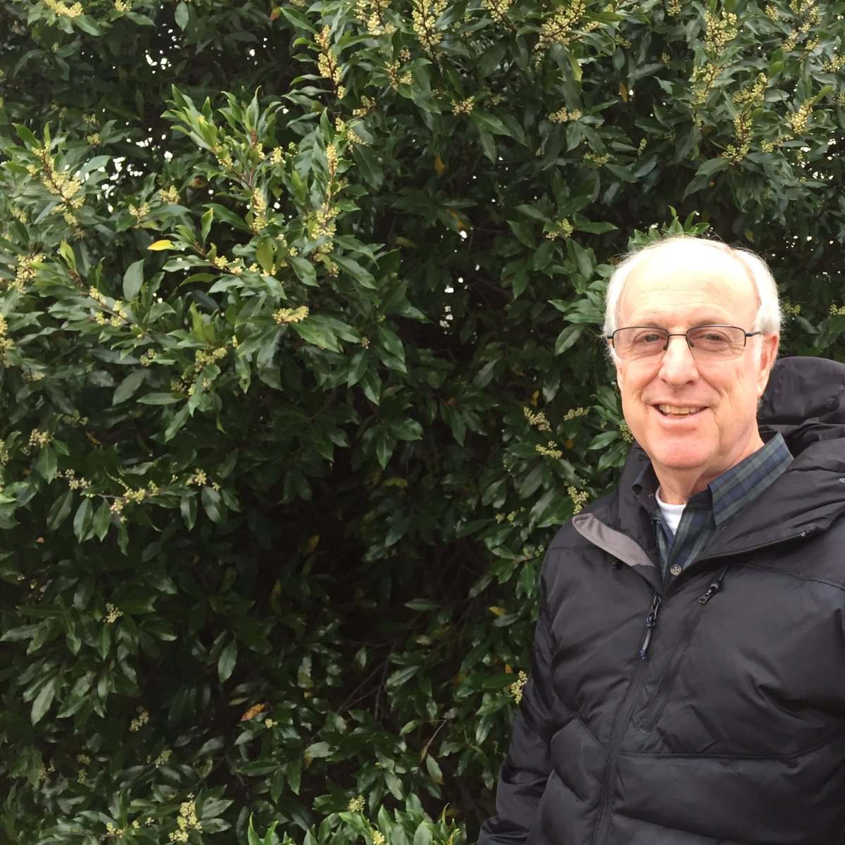 #DougTallamy spoke at our conference today - we stopped to admire a blooming #prunuscaroliniana on the way #naturesbesthope is *our*yards!