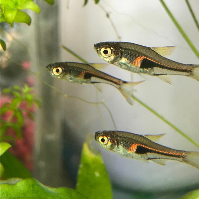 TropicalFishMia's tweet photo. Check out this super cool Hengeli Rasbora's !! These non-aggressive guys are perfect for nano tanks AND super cool looking 😱😆 https://t.co/gzfZvQmYzo https://t.co/pHxyDBSbRU