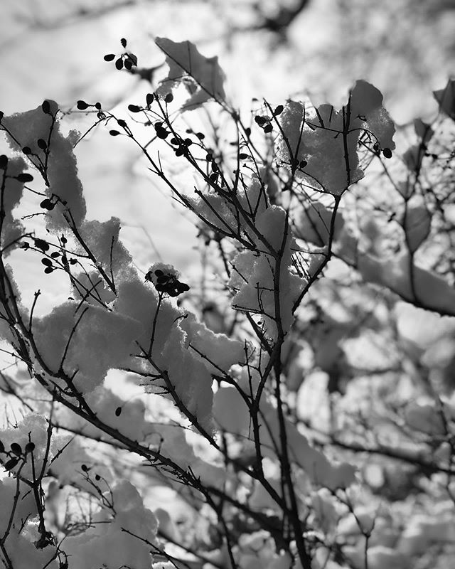 GregUrbanyi's tweet photo. Daily Drop #snow #shotoniphone #iphonography #columbus #pickeringtonohio #morning #cbus #winter2020 https://t.co/6ytnXhA8YH