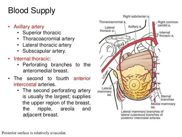 The blood supply of the nipple is ensured through the internal mammary/thoracic artery which runs under the medial part of our ribs. The nipple is innervated by the 4th intercostal nerve. Whereas in women the nipple is important for lactation and as a erogenous area, in men it