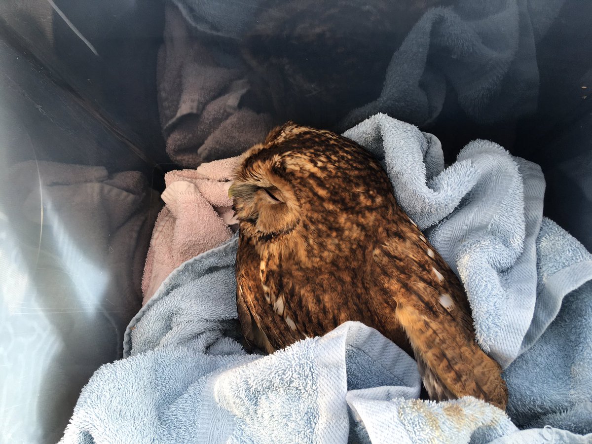 Our team found this little visitor to LLWR in a bit of distress...
Fortunately our #Environmental team and site #ecologist knew just what to do - happy to report a full recovery! #owlrescue