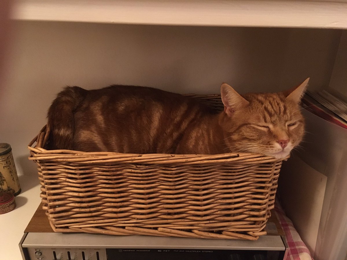 DaSuggs's tweet photo. Long time no #caturday @DaSuggs is reunited with his basket after a vain attempt to tidy it somewhere else #gingercatsoftwitter https://t.co/hcd4nCR2b5