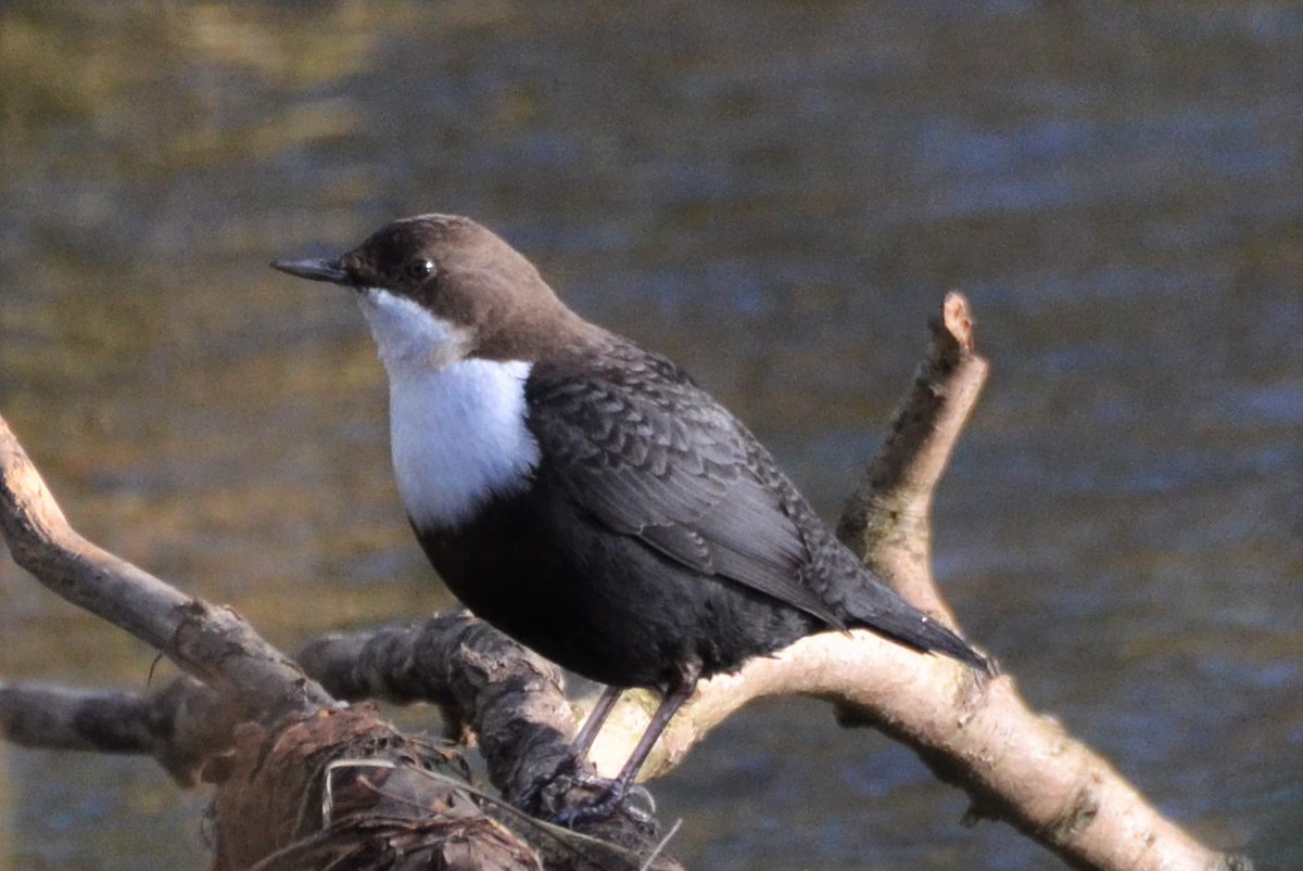 stuart j mundy tweet media