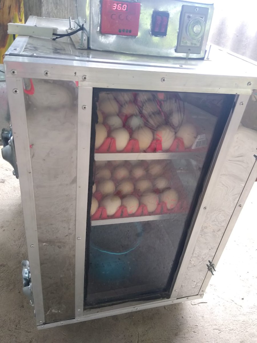 RuthRamrezOspi1's tweet image. Desde @SENA_Antioquia CTPGA brindamos #formacióncomplementaria en producción de huevos semicriollos     #SomosSENA