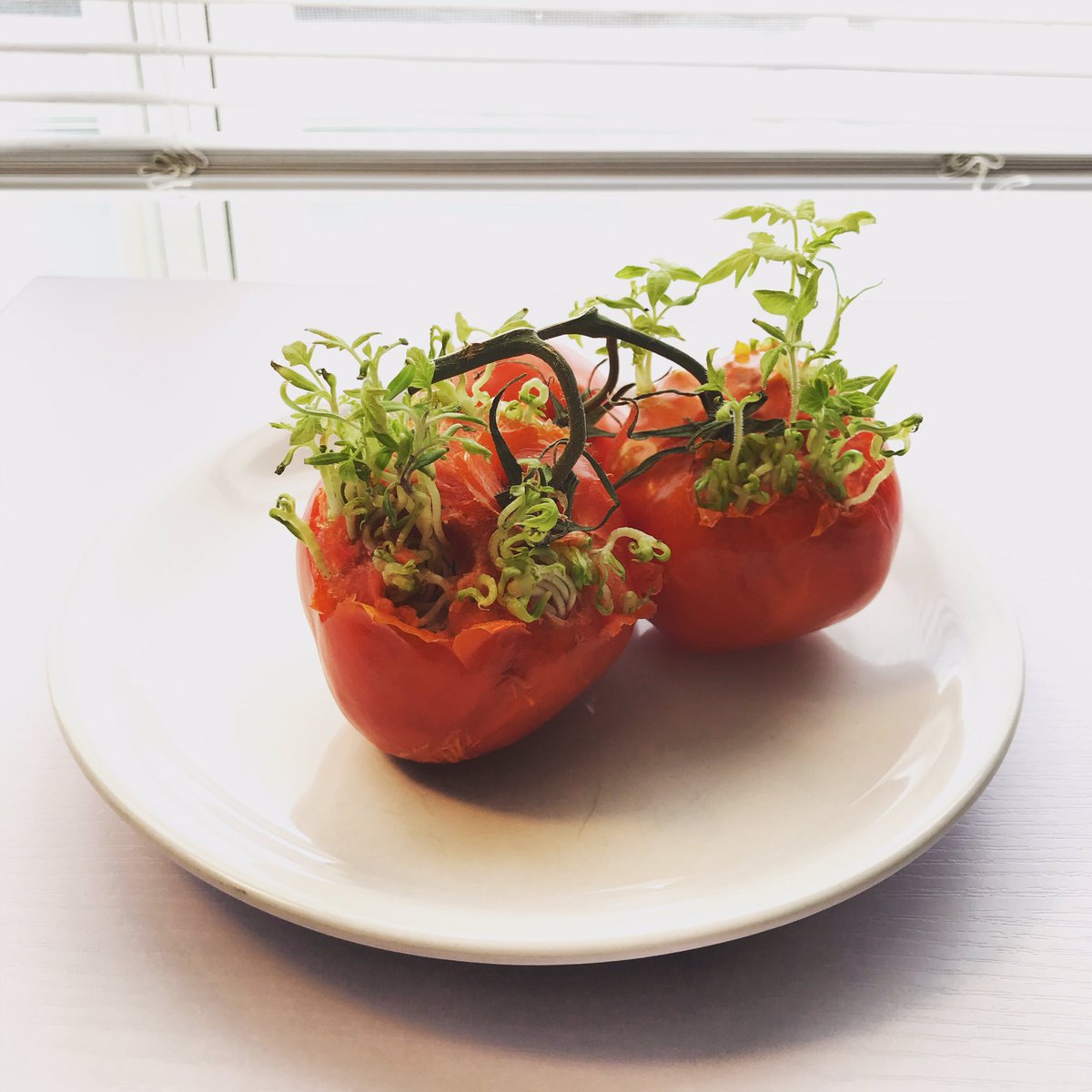 JoySeeLove's tweet photo. Update 2 weeks later from the previous post: #tomatosproutsfromatomato #whatareweputtinginourbodies #imalittlescared https://t.co/L1AHHvKuZL