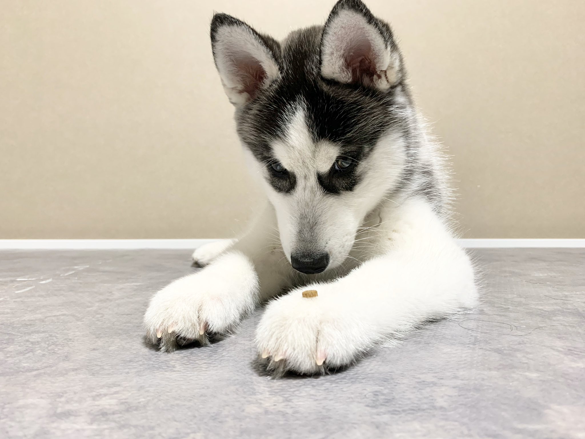 𝐒𝐈𝐋𝐕𝐀 𝐃𝐀𝐍𝐓𝐄 今日のシルバ まだ小さいので 雨の日は無理してお散歩に連れていかなくていい と獣医さんに言われたので 今日は一日お家 家族が寝てから 二人でいっぱい遊びました シベリアンハスキー Shiberianhusky 𝐒𝐈𝐋𝐕𝐀 𝐃𝐀𝐍𝐓𝐄 今日のシルバ まだ小さいので 雨の日は無理してお散歩に連れていかなくていい と獣医さんに言われたので 今日は一日お家 家族が寝てから 二人でいっぱい遊びました シベリアンハスキー Shiberianhusky