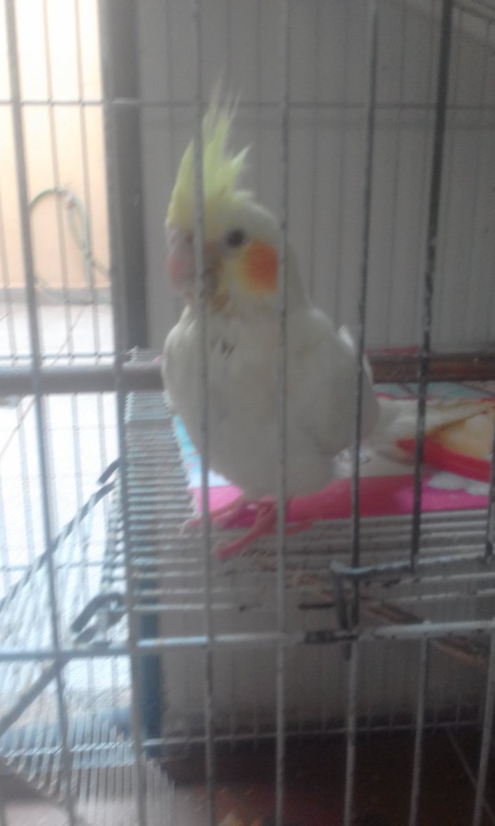 BurbLukas's tweet photo. Info about baby cockatiel

He no baby
He big boi
He fly
But he shall stay in cage
He cant fly anymore
We cut wing feathers https://t.co/fsqtp2D4hj