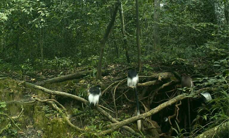 CCG_Trust's tweet photo. In remote part of South Sudan, a rare red colobus monkey has triggered a camera trap several hundred miles outside its known range.

The mystery visitor has caused quite a stir, and conservationists are now racing to identify this very exciting monkey.

https://t.co/Uiai4mcuWa https://t.co/hZOtWakpwF