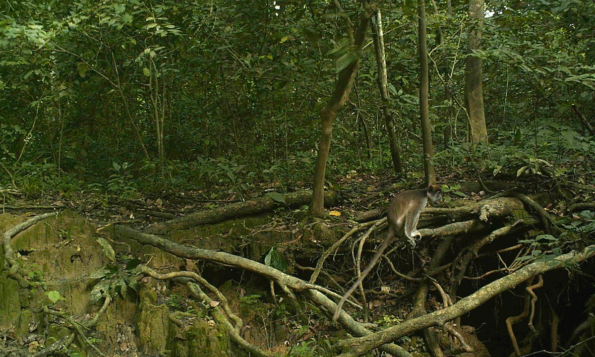 CCG_Trust's tweet photo. In remote part of South Sudan, a rare red colobus monkey has triggered a camera trap several hundred miles outside its known range.

The mystery visitor has caused quite a stir, and conservationists are now racing to identify this very exciting monkey.

https://t.co/Uiai4mcuWa https://t.co/hZOtWakpwF