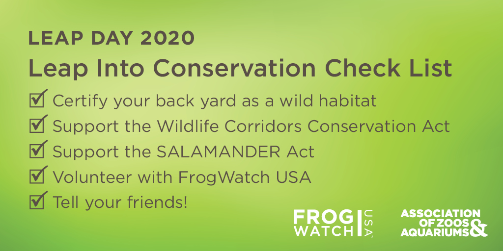 zoos_aquariums's tweet photo. Leap into conservation with us! Take action for amphibians: contact your legislators, certify your backyard with @NWF, and become a FrogWatch USA volunteer. Frogs and toads are critical to our ecosystems and you can help these threatened species: https://t.co/Ez7MHmfMeq https://t.co/uN9BknhJTR