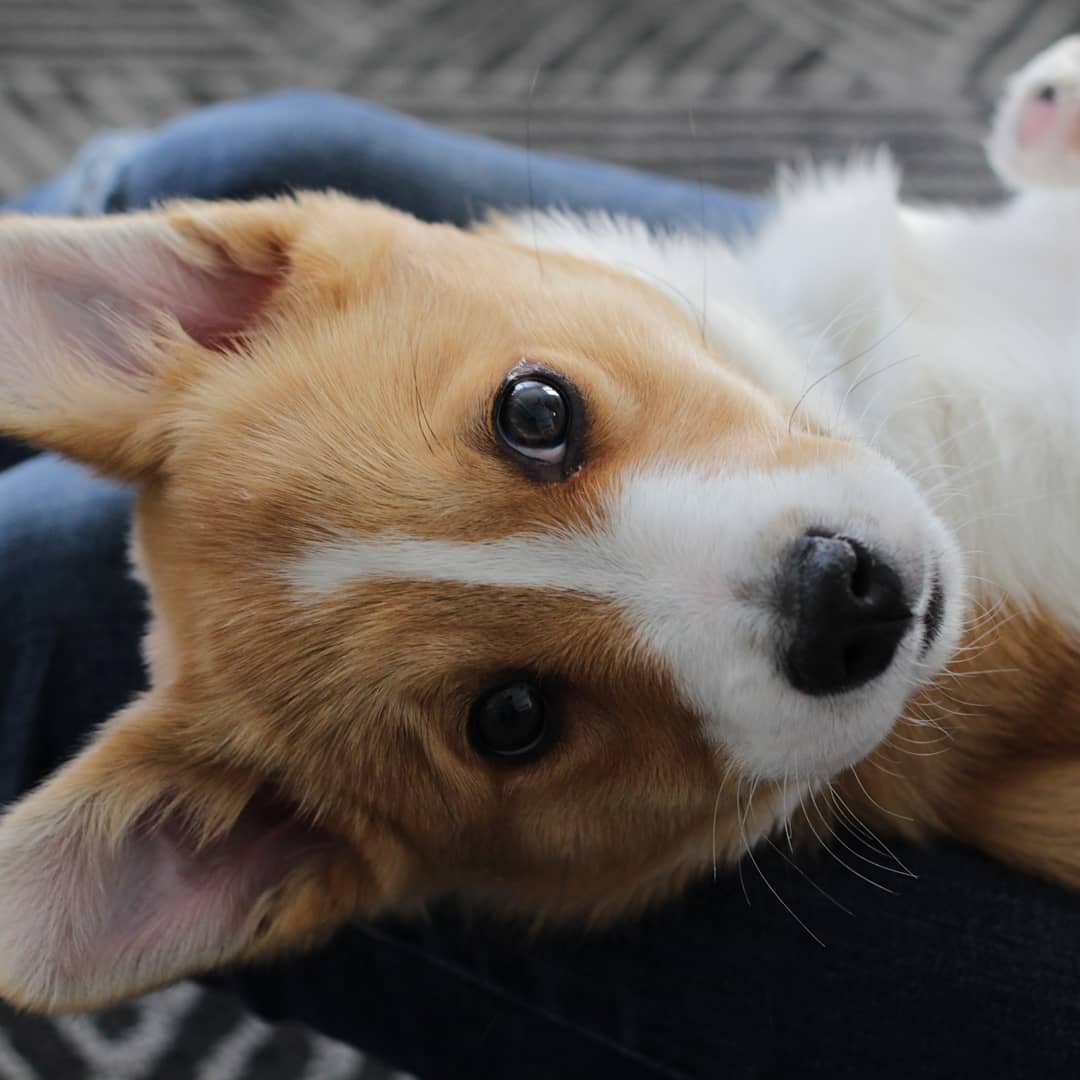 I'm so cute and I know it!
#corgi #corgistation #corgitown #corgistagrams #corgisofig #corgisarelove #corgidaily #corgiofinstagram #corgilovers #LeapDay #HBDtoWONHO Taliban Joe Coulombe