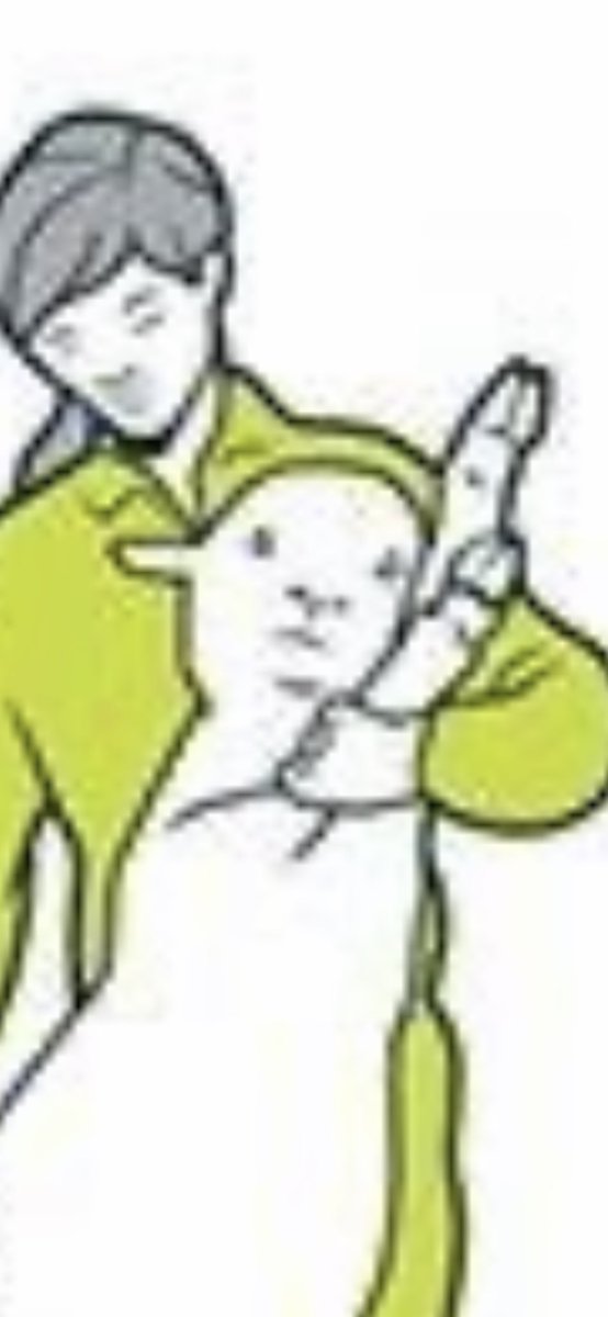 Carried lamb zoomed in