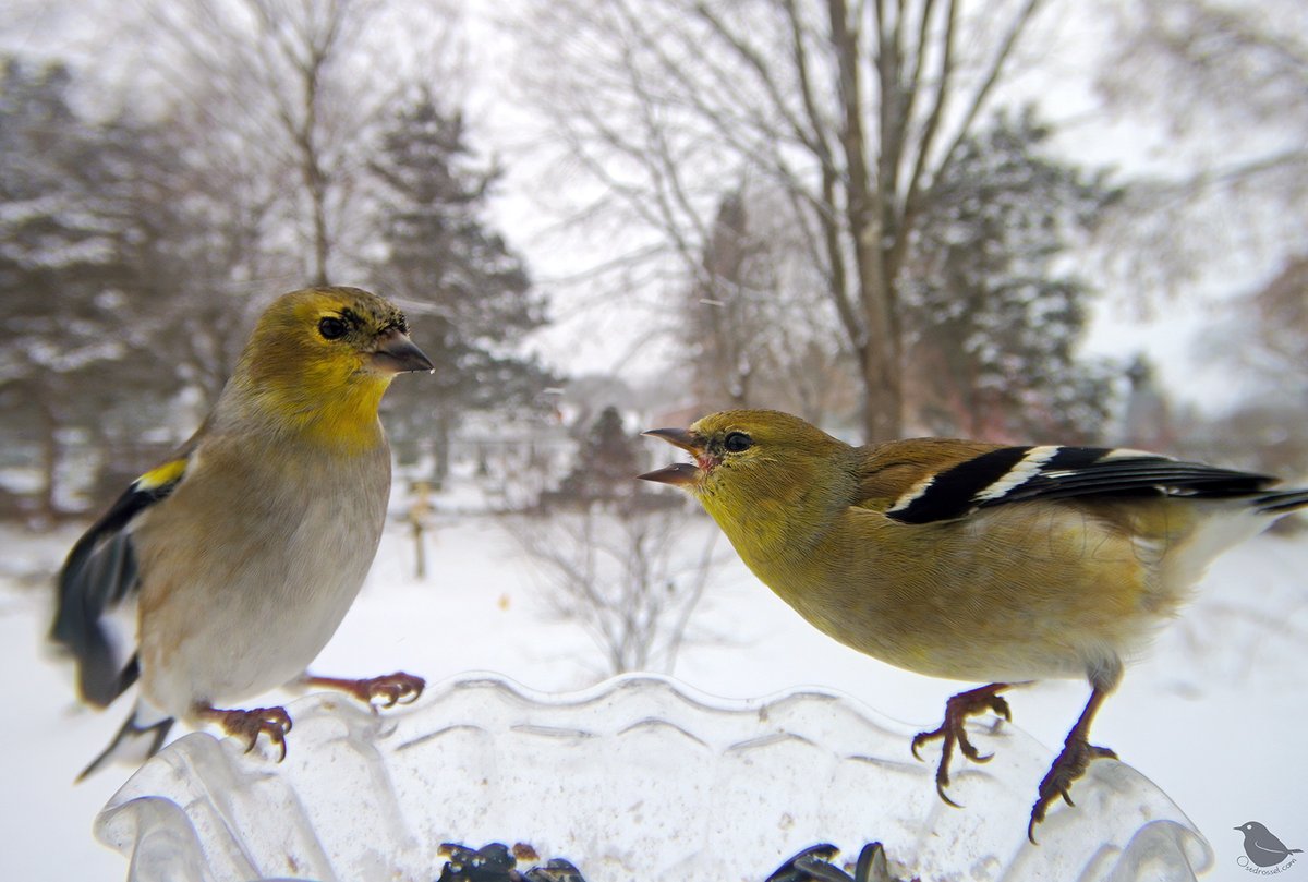 Saturday brunchers.

#Saturdaymood #birds #Goldfinches #nature #befriendly